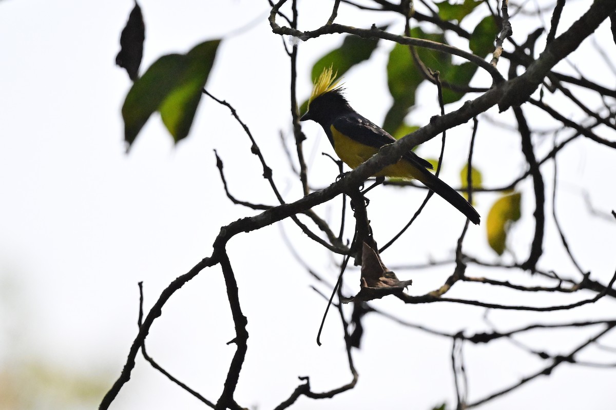 Sultan Tit - ML637686413