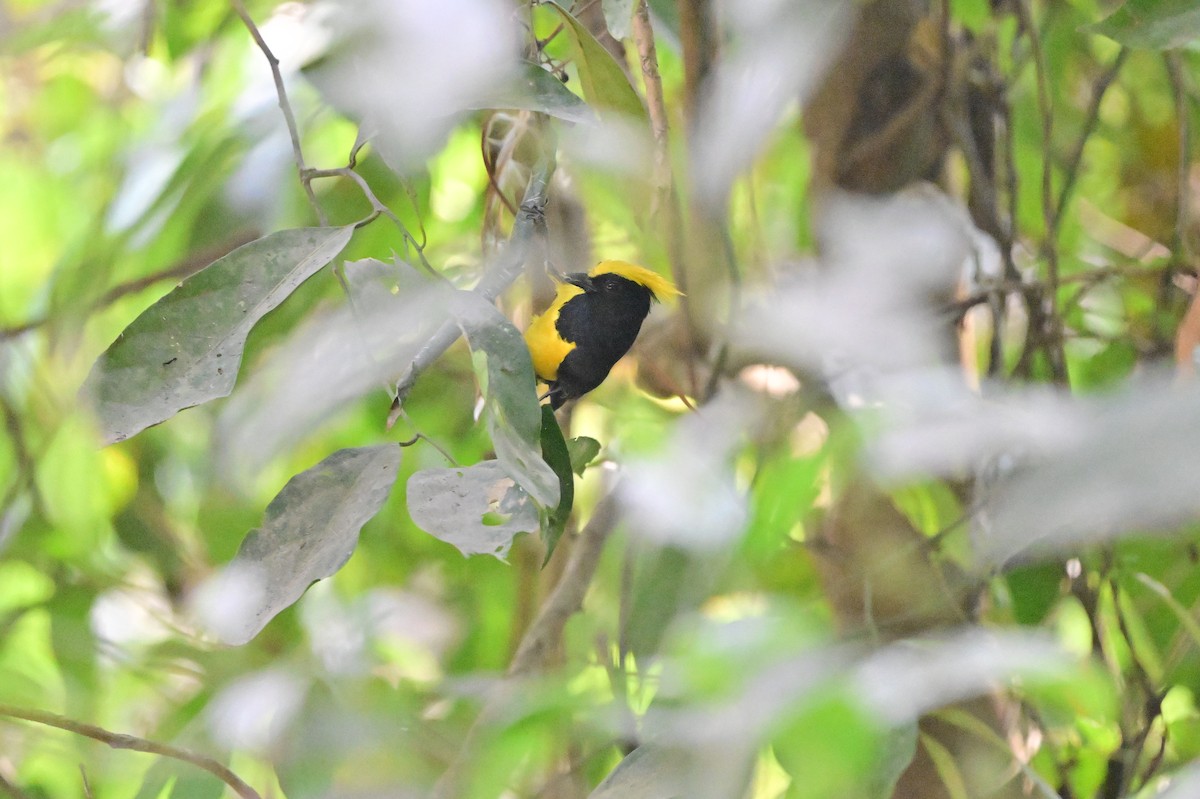 Sultan Tit - ML637686415