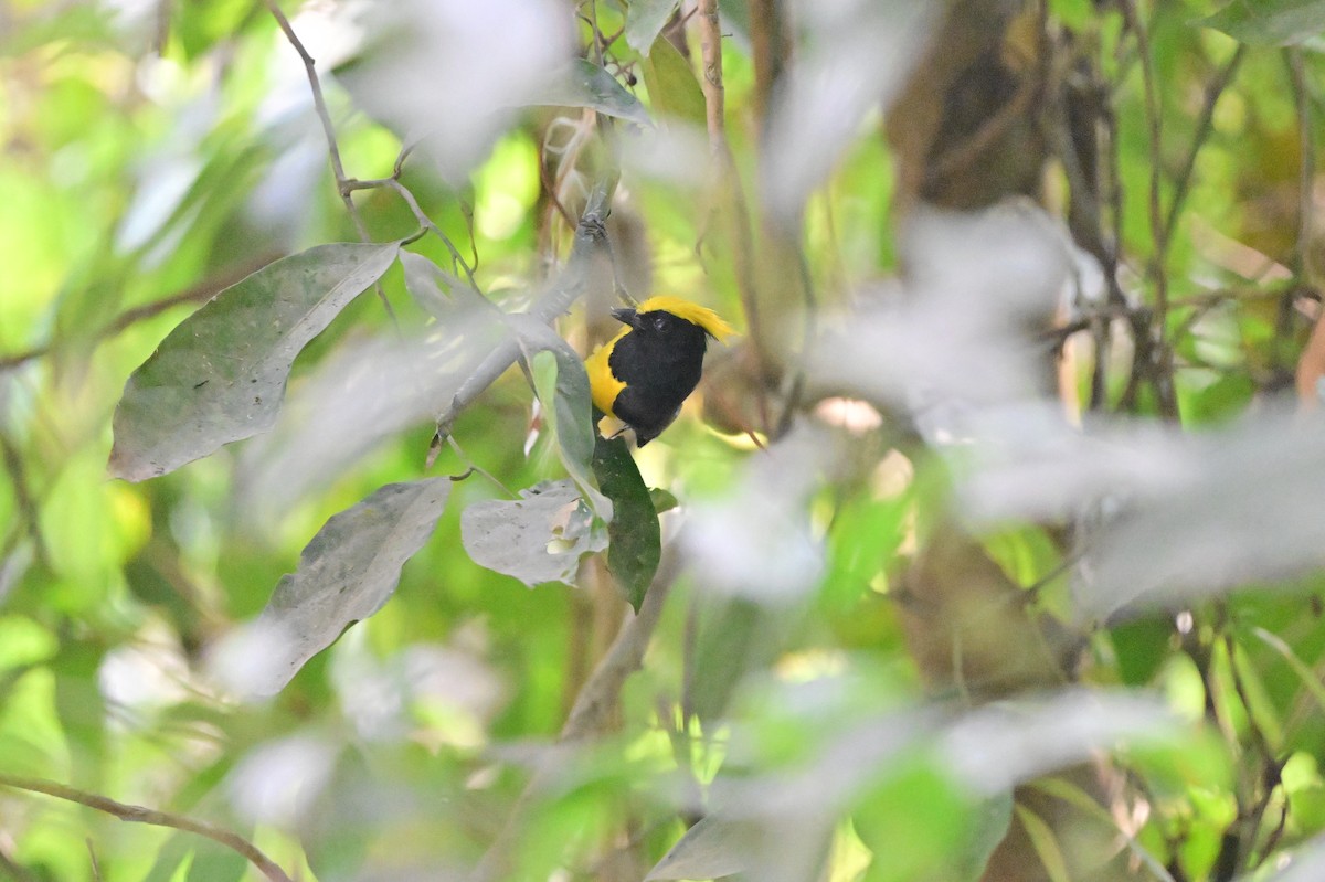 Sultan Tit - ML637686417