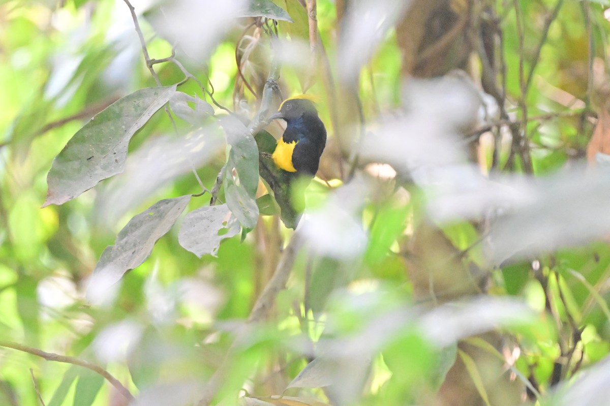 Sultan Tit - ML637686418