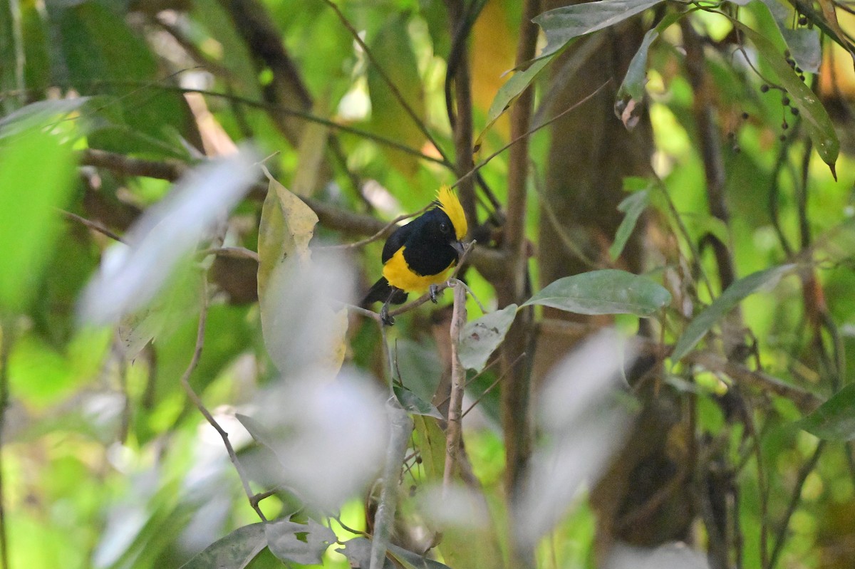 Sultan Tit - ML637686420