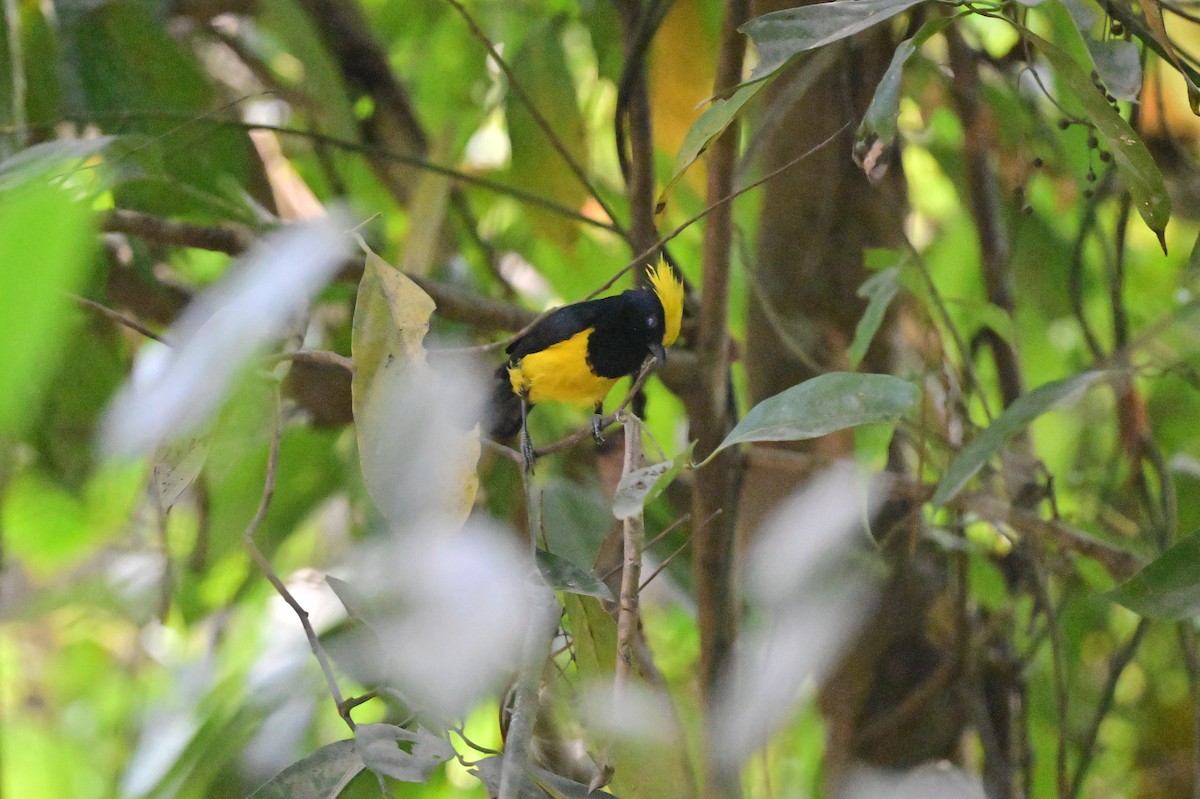 Sultan Tit - ML637686421
