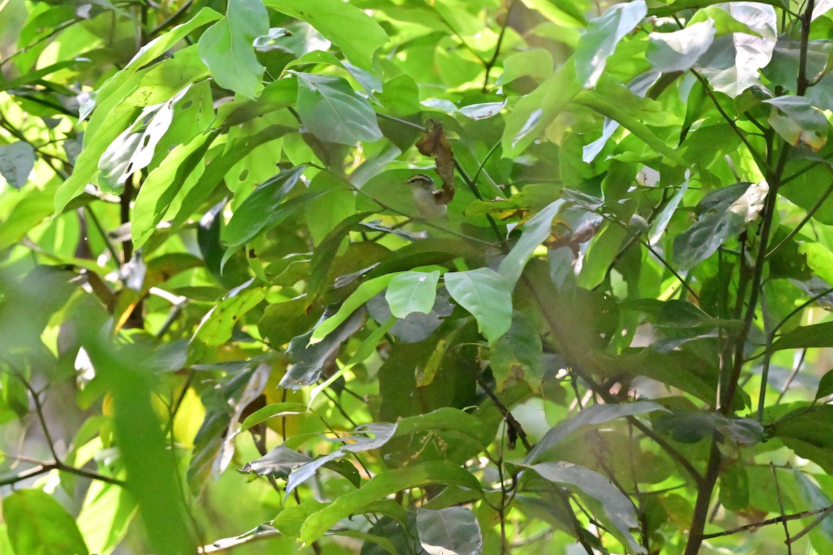 Blyth's Leaf Warbler - ML637686428