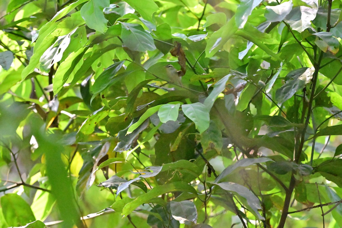 Blyth's Leaf Warbler - ML637686429