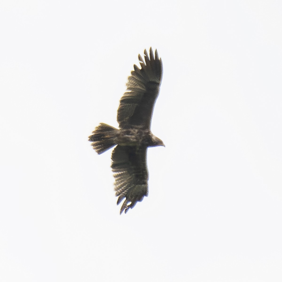 Indian Spotted Eagle - ML637686436