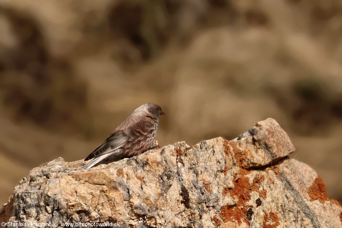 Asian Rosy-Finch - ML637686473