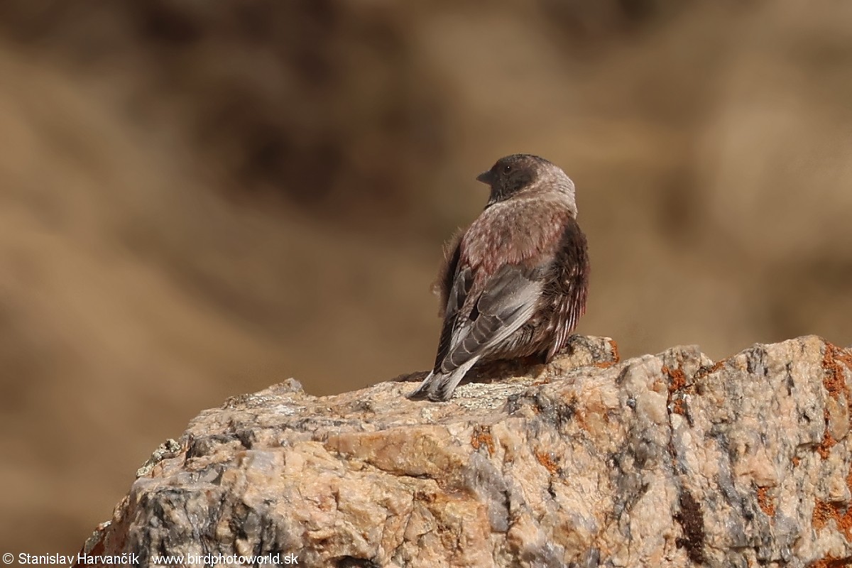 Asian Rosy-Finch - ML637686474