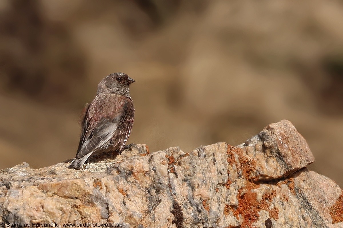 Asian Rosy-Finch - ML637686475