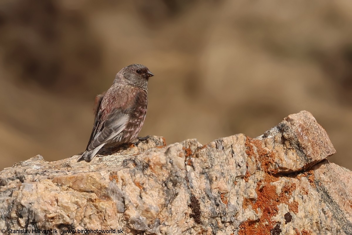 Asian Rosy-Finch - ML637686476