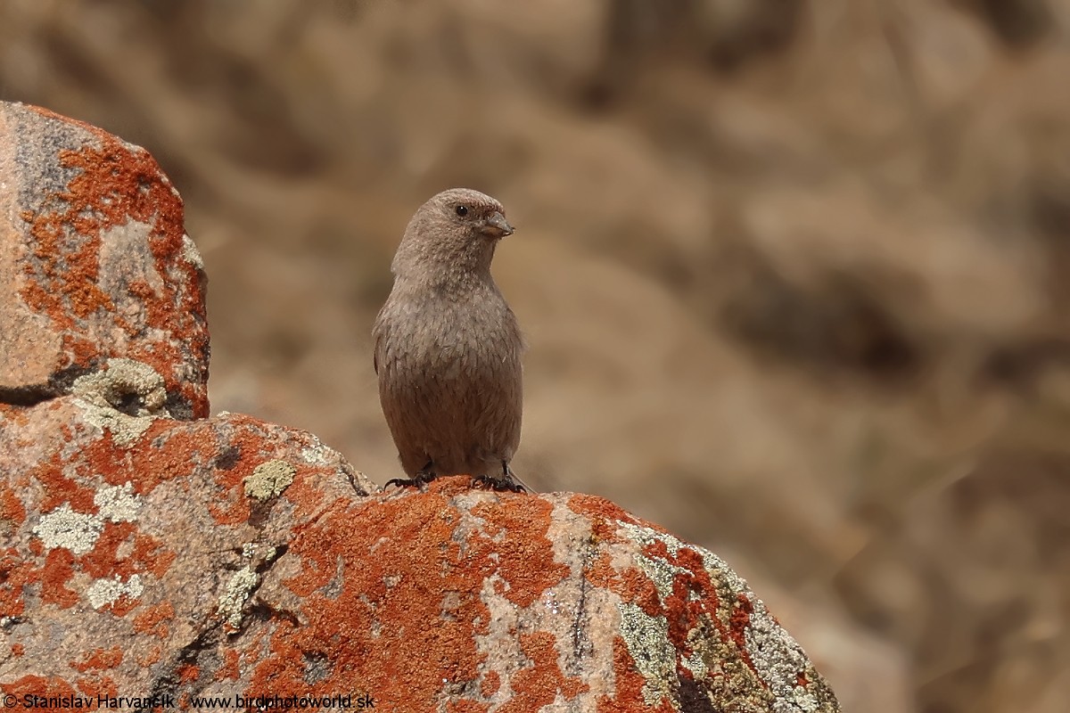 Asian Rosy-Finch - ML637686477