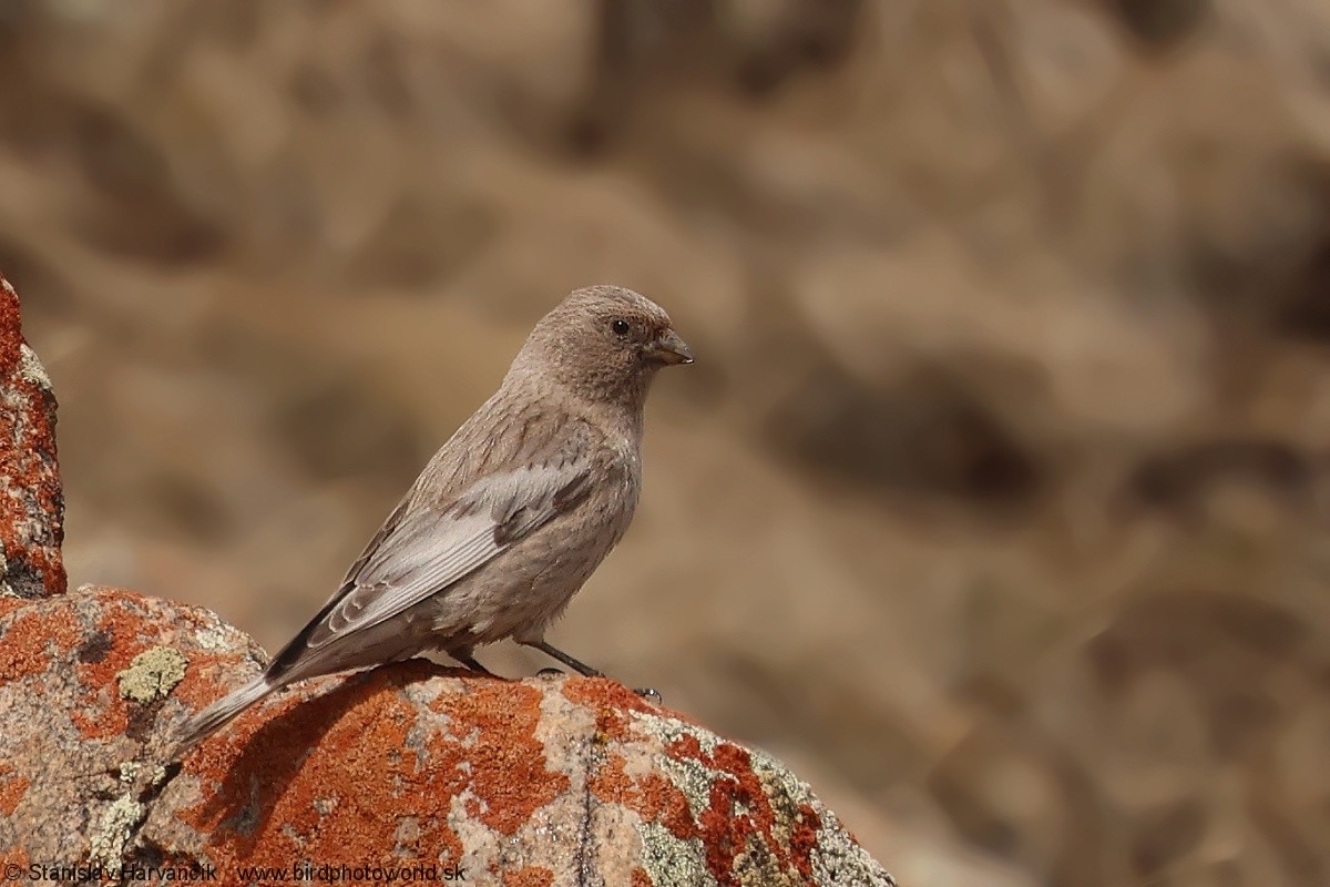Asian Rosy-Finch - ML637686478