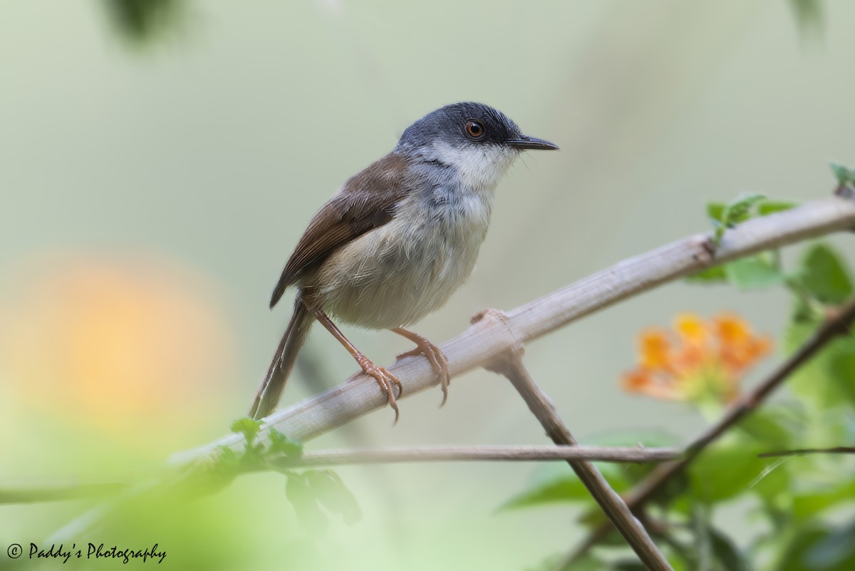 Gray-crowned Prinia - ML637686480