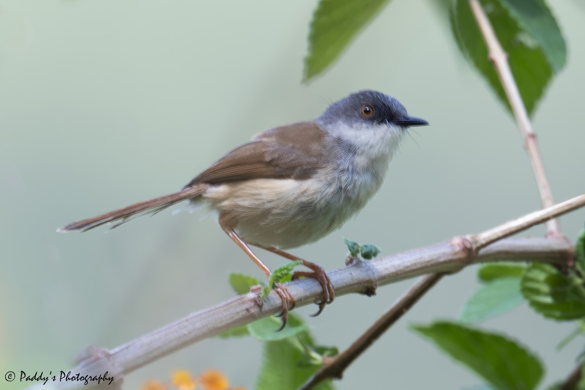Gray-crowned Prinia - ML637686481