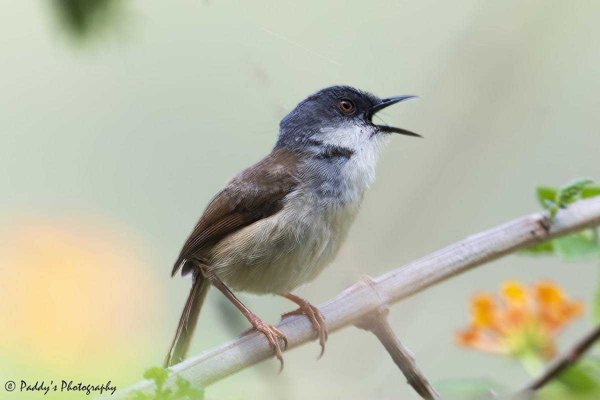 Gray-crowned Prinia - ML637686482