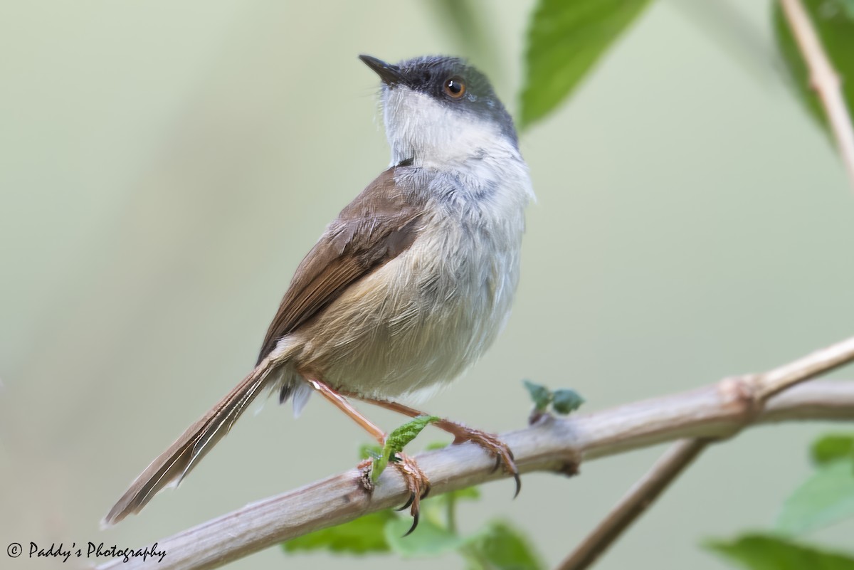 Gray-crowned Prinia - ML637686483