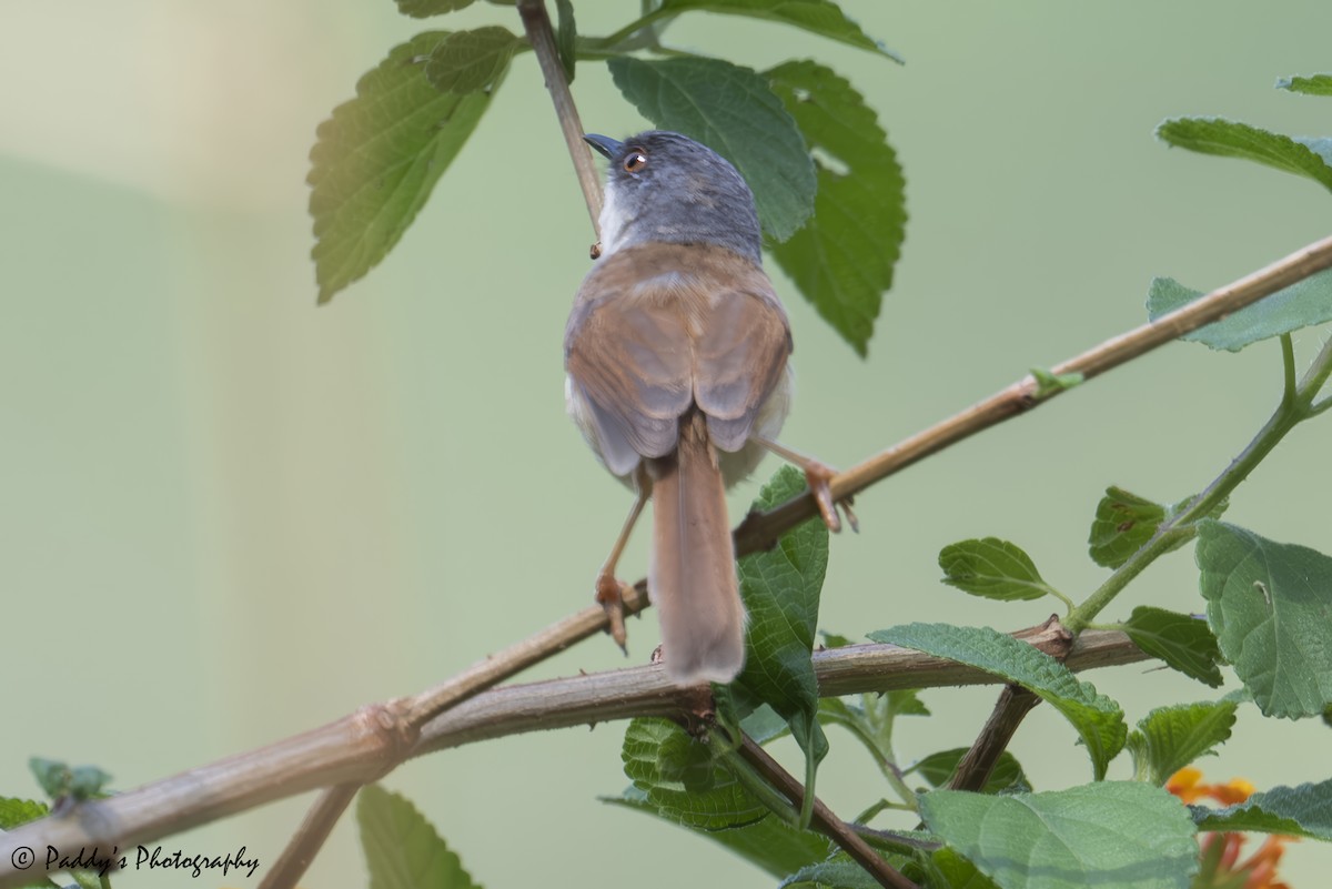 Gray-crowned Prinia - ML637686484