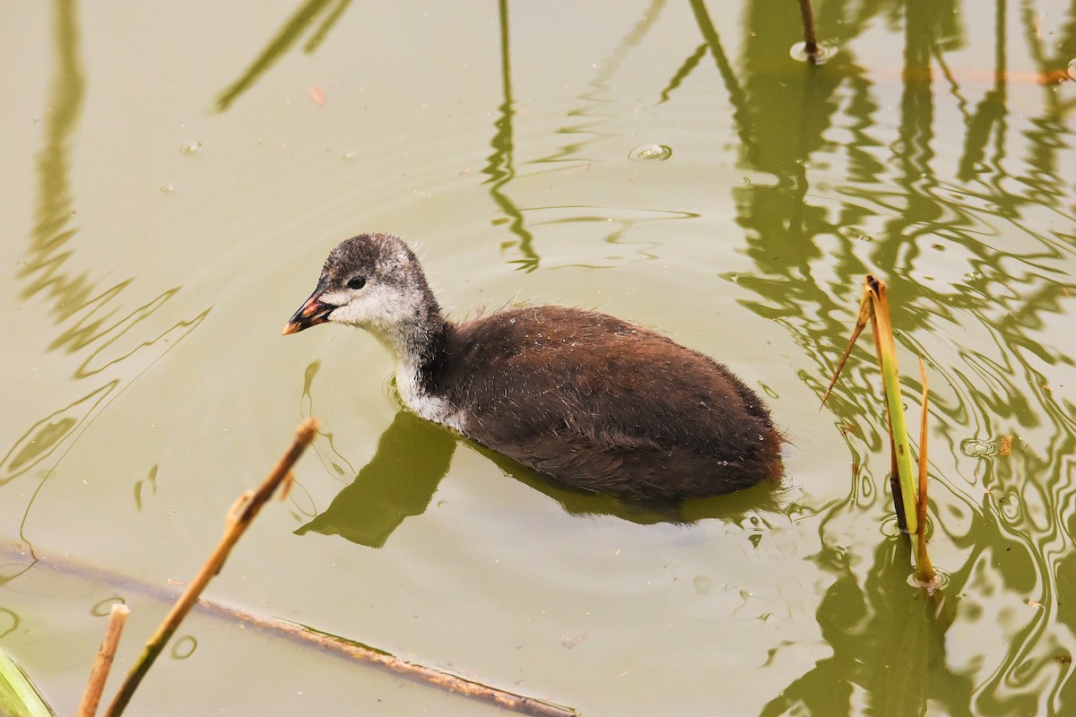 Eurasian Coot - ML637686485