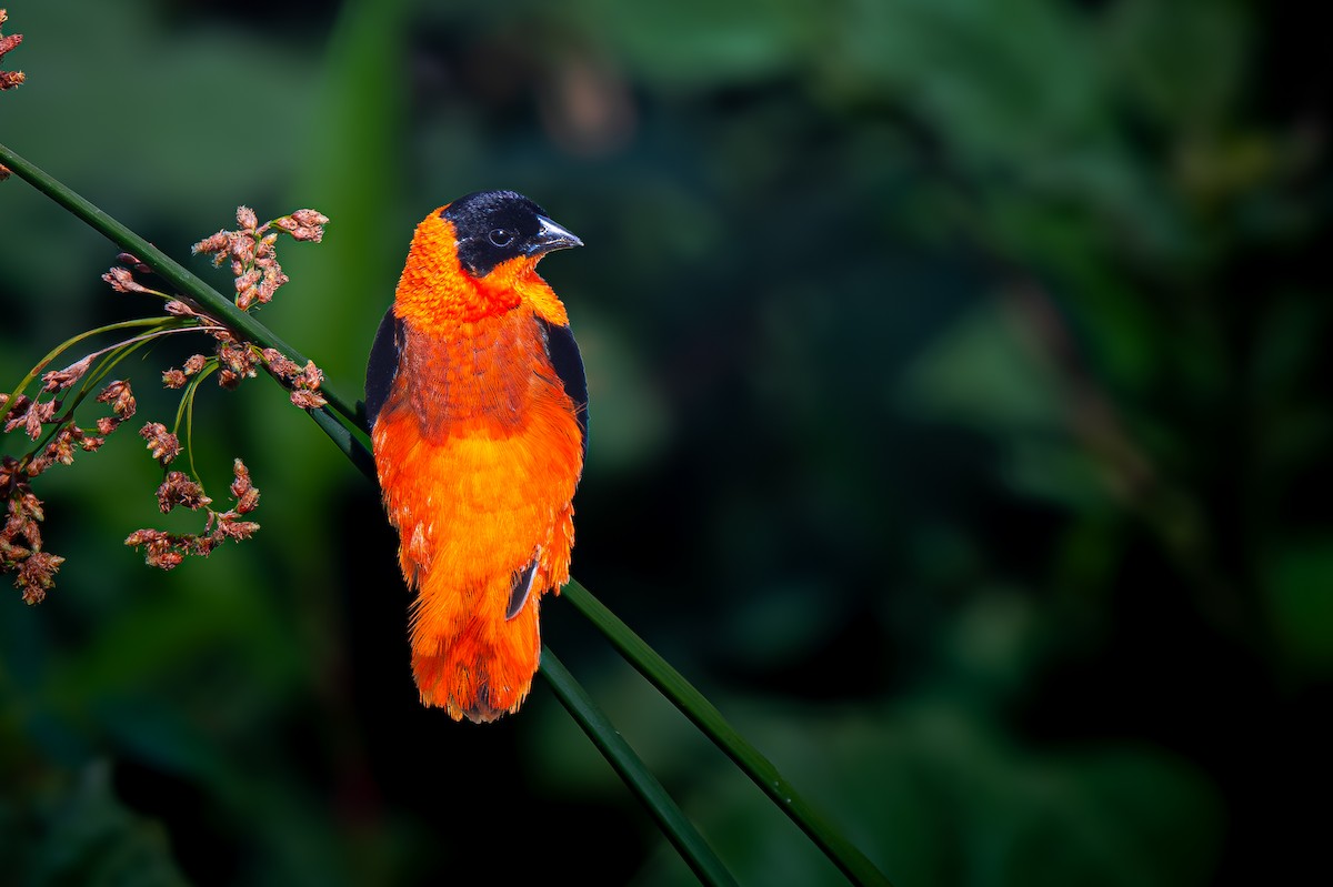 Northern Red Bishop - ML637686486
