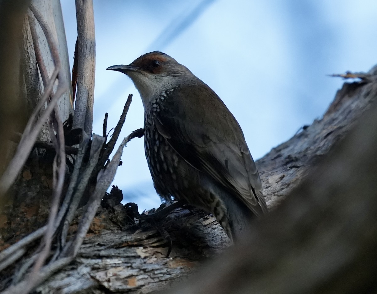 Red-browed Treecreeper - ML637686508