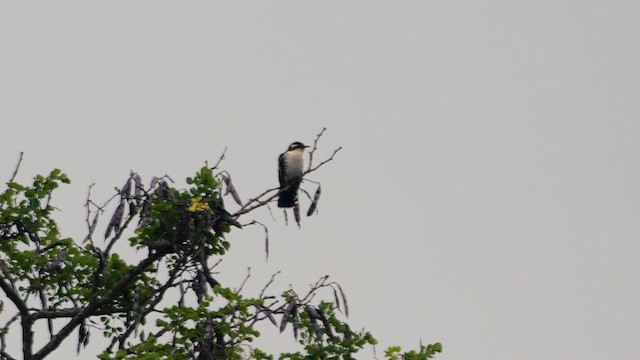 Dideric Cuckoo - ML637686528