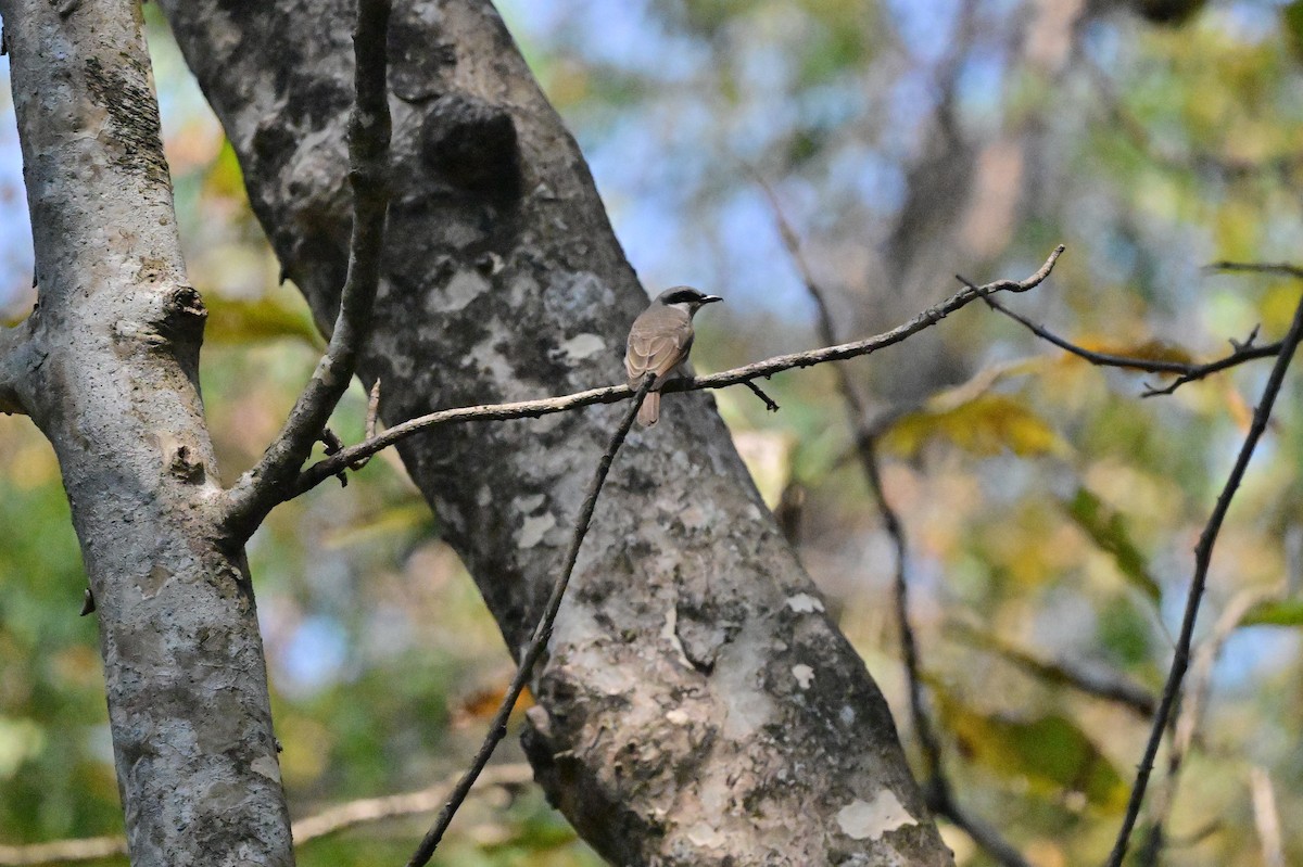 Large Woodshrike - ML637686529