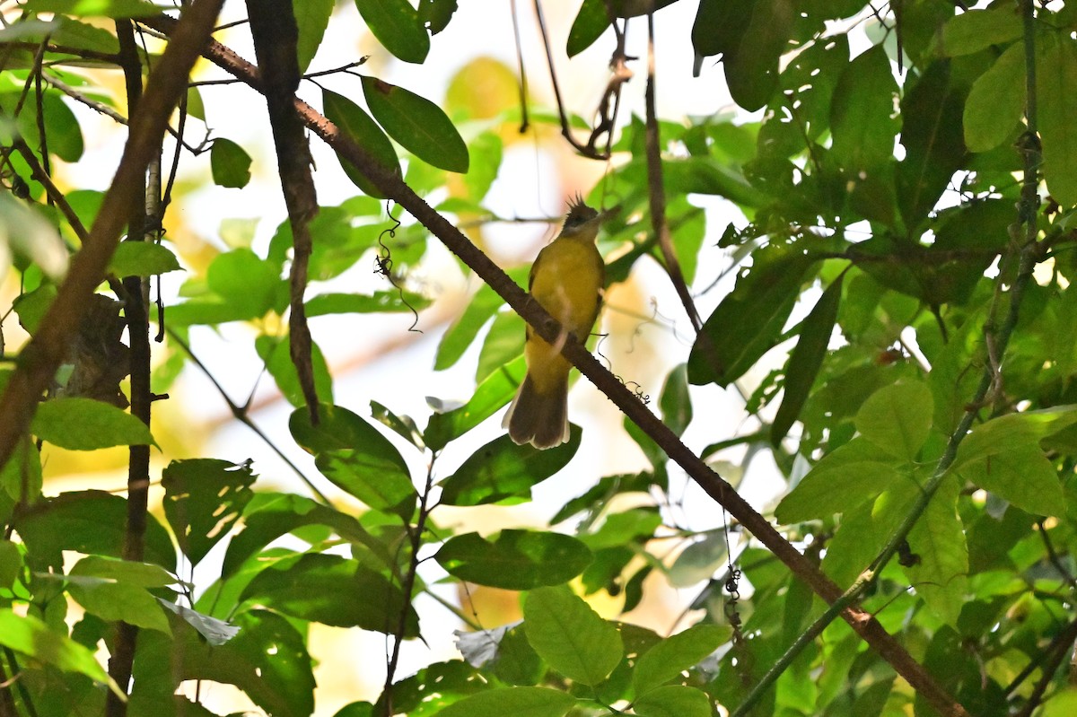 White-throated Bulbul - ML637686549