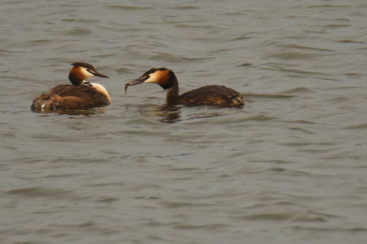 Great Crested Grebe - ML637686550