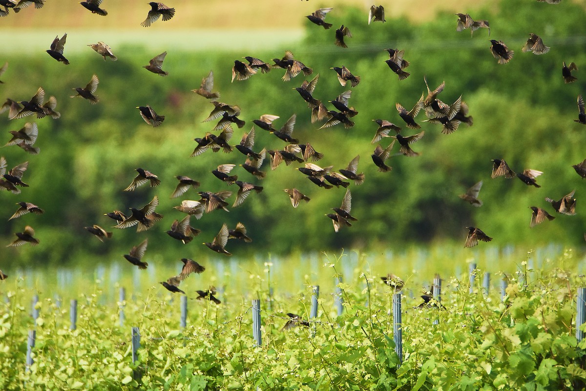 European Starling - ML637686551