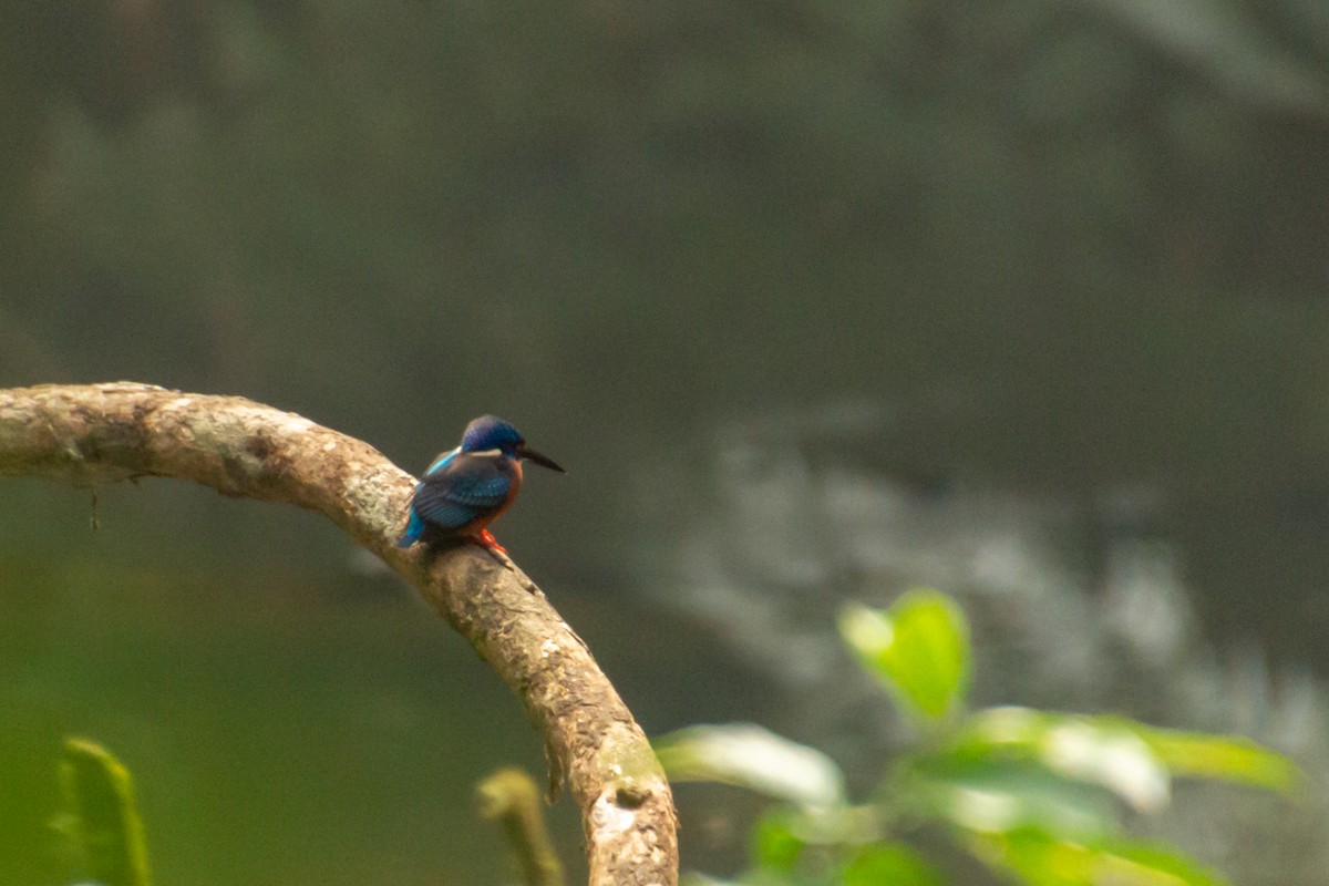 Blue-eared Kingfisher - ML637686553