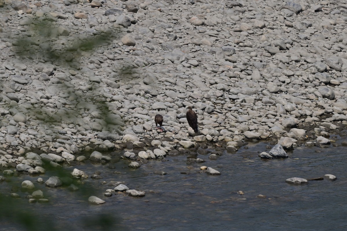 Pallas's Fish-Eagle - ML637686560
