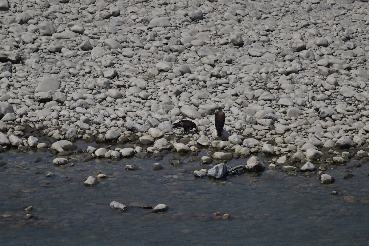 Pallas's Fish-Eagle - ML637686561