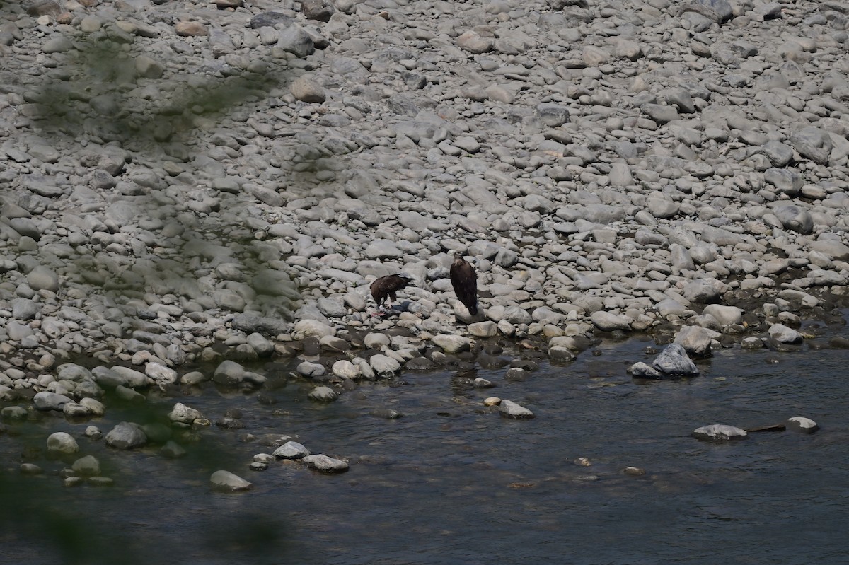 Pallas's Fish-Eagle - ML637686563