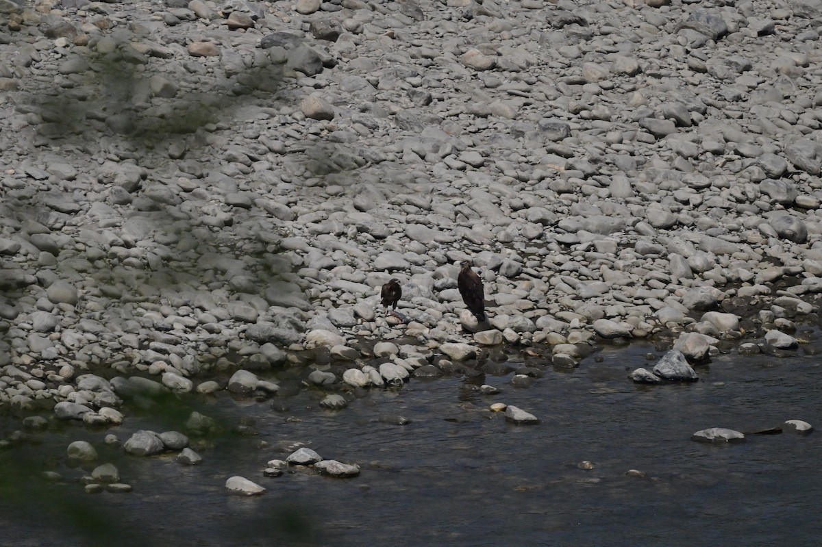 Pallas's Fish-Eagle - ML637686564