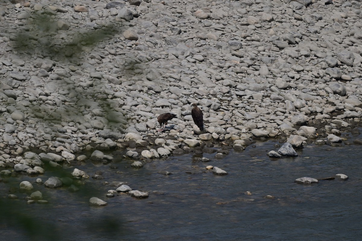 Pallas's Fish-Eagle - ML637686566