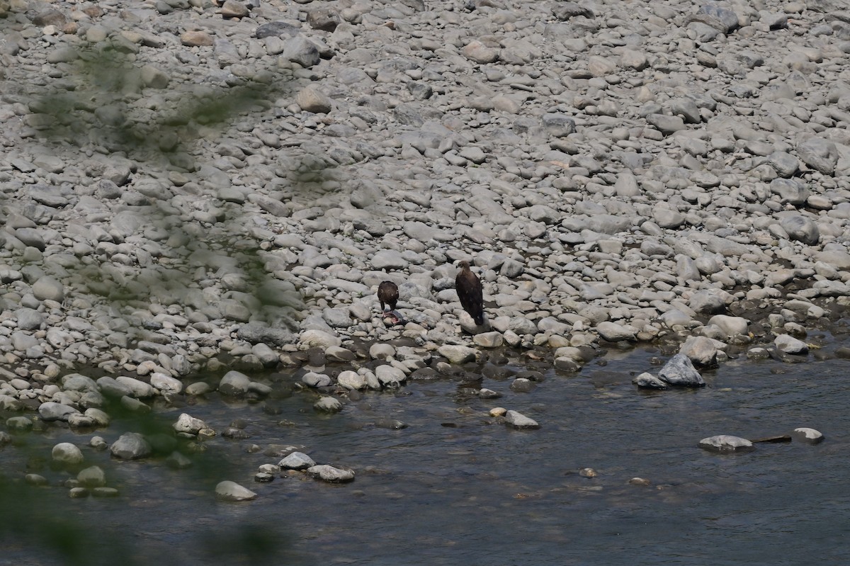 Pallas's Fish-Eagle - ML637686567