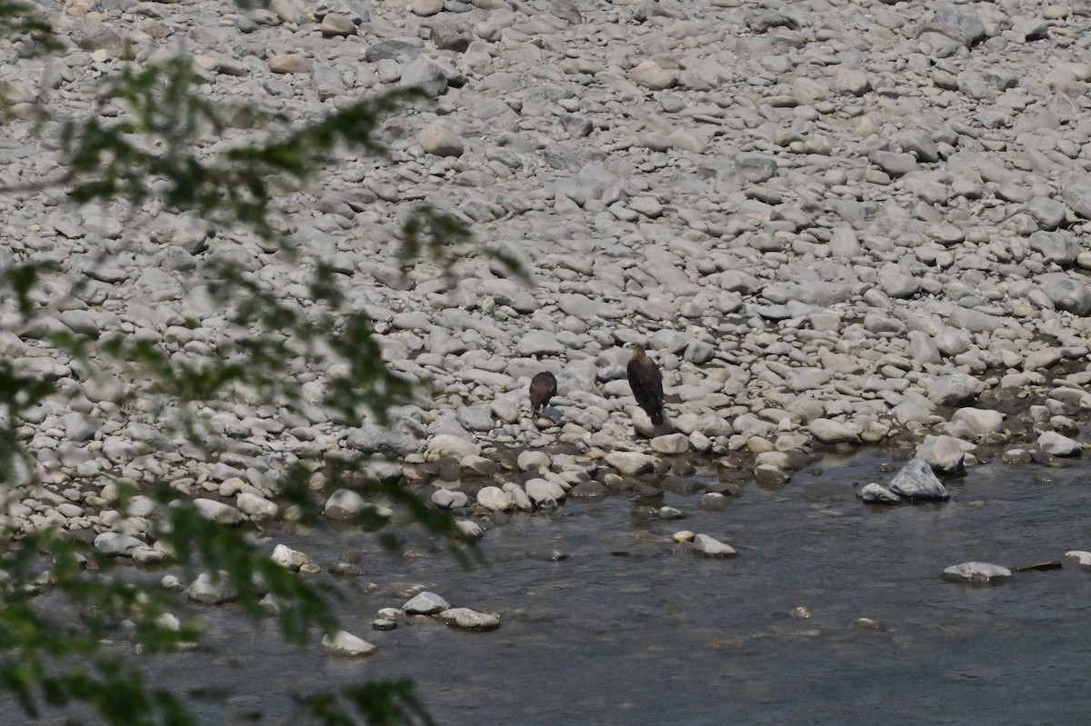 Pallas's Fish-Eagle - ML637686568