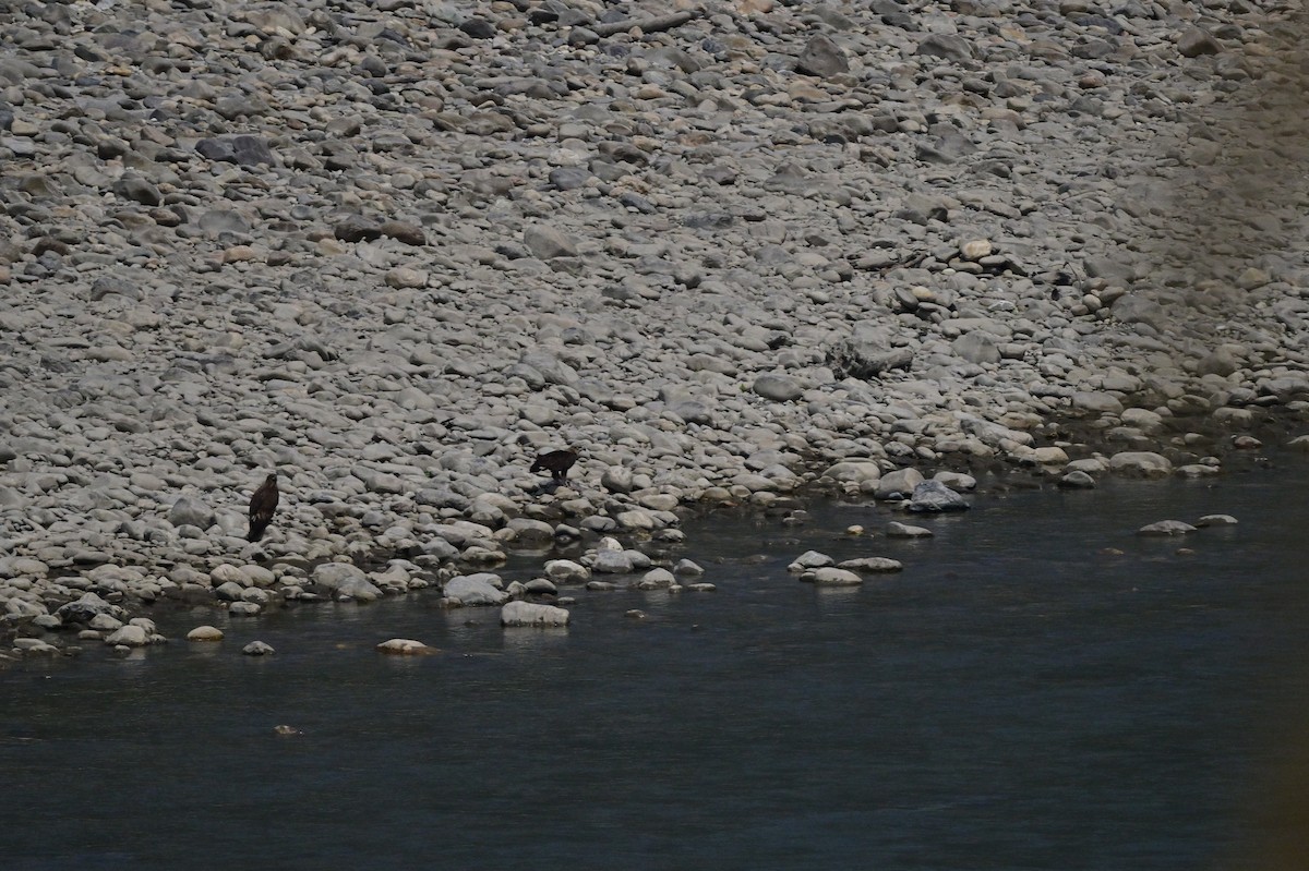 Pallas's Fish-Eagle - ML637686569