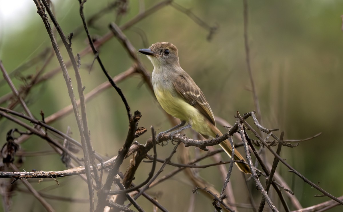 Swainson's Flycatcher - ML637686576