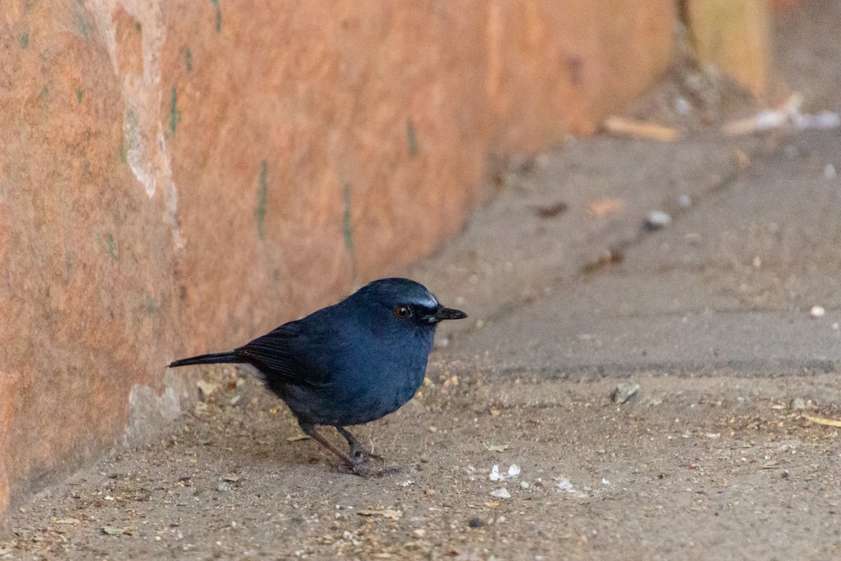 White-bellied Sholakili - ML637686653