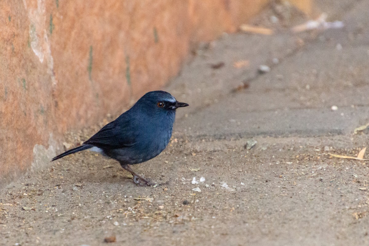 White-bellied Sholakili - ML637686654