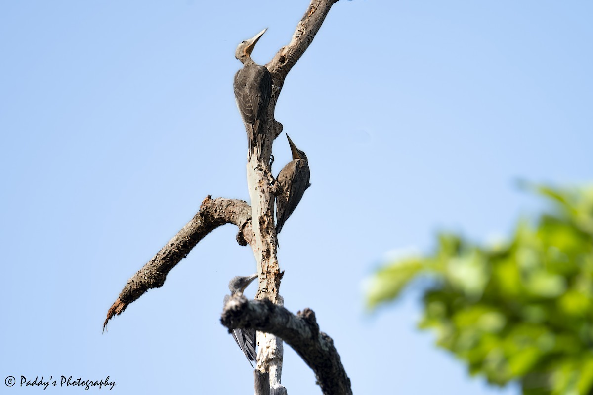 Great Slaty Woodpecker - ML637686669