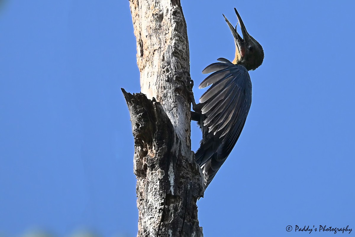Great Slaty Woodpecker - ML637686670