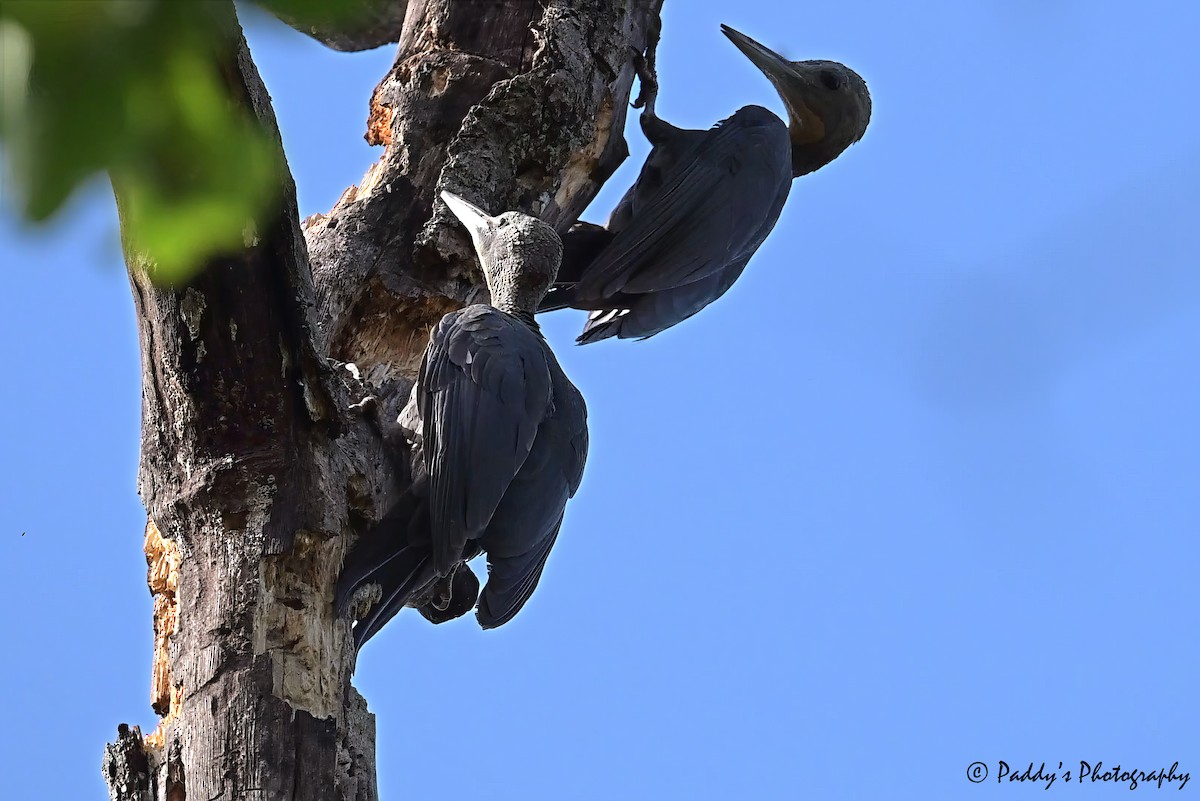 Great Slaty Woodpecker - ML637686671