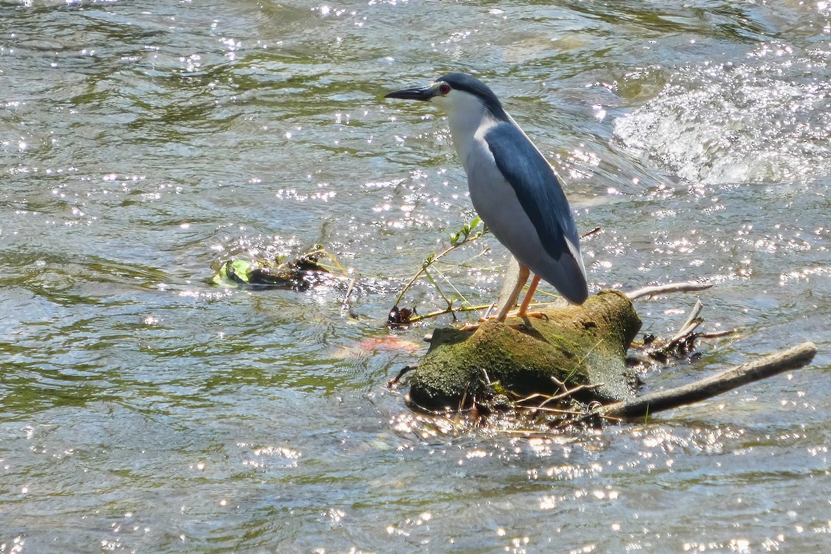 Black-crowned Night Heron - ML637686675