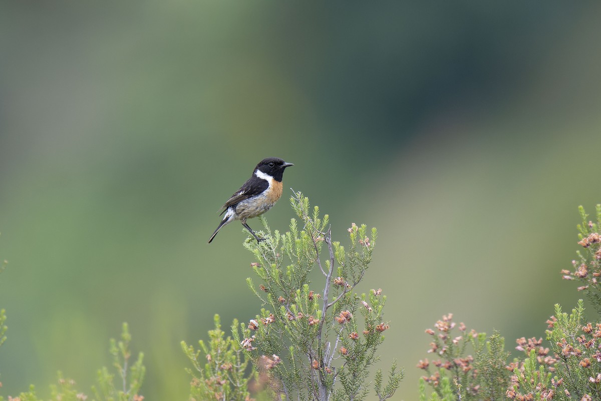 European Stonechat - ML637686697