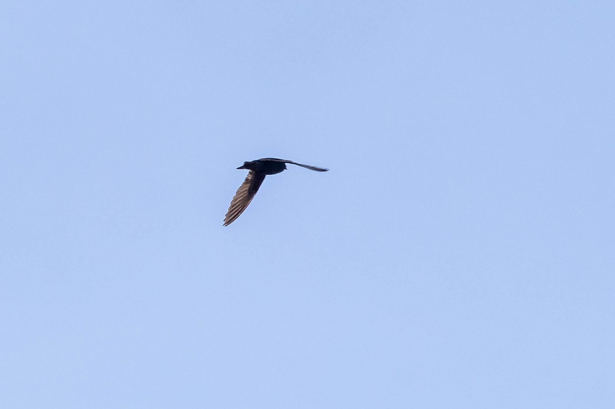 Galapagos Martin - ML637686700