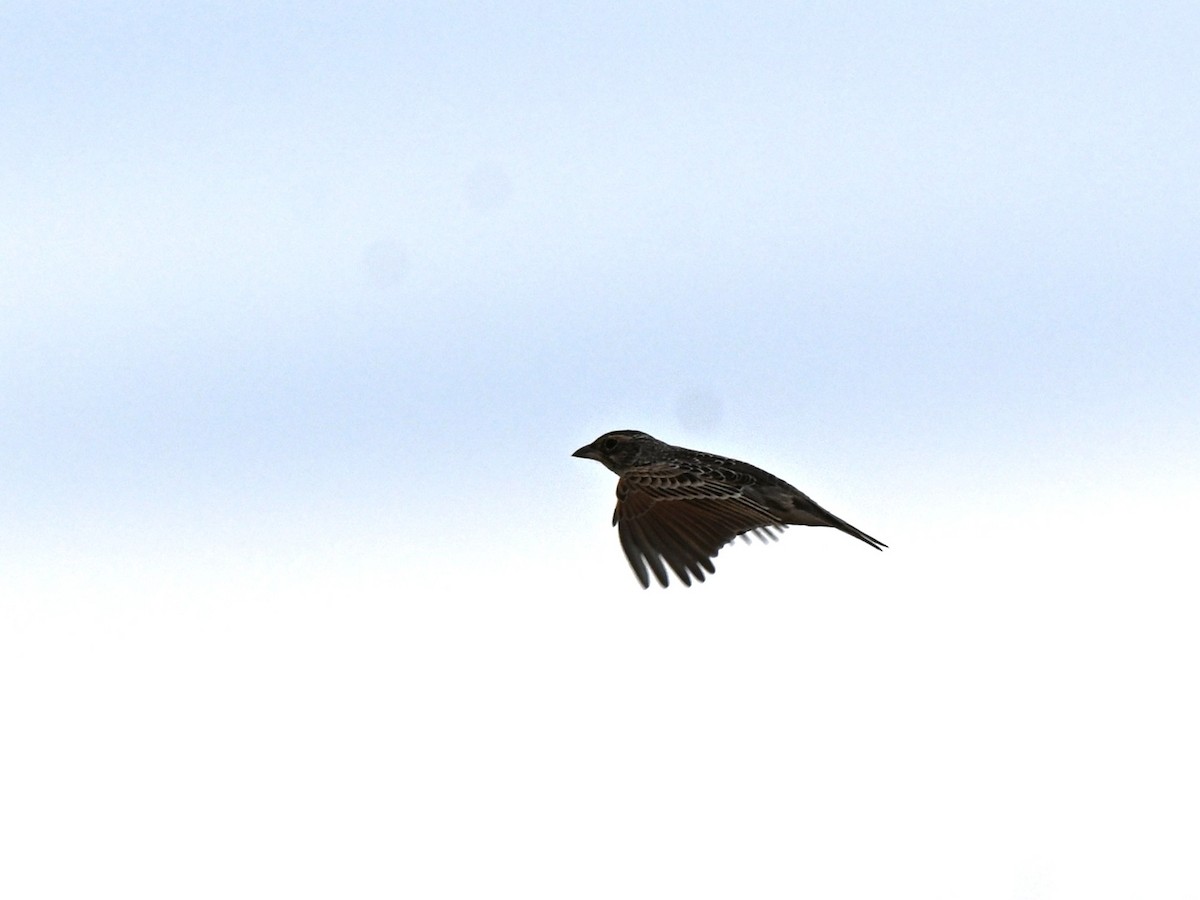 Singing Bushlark - ML637686702