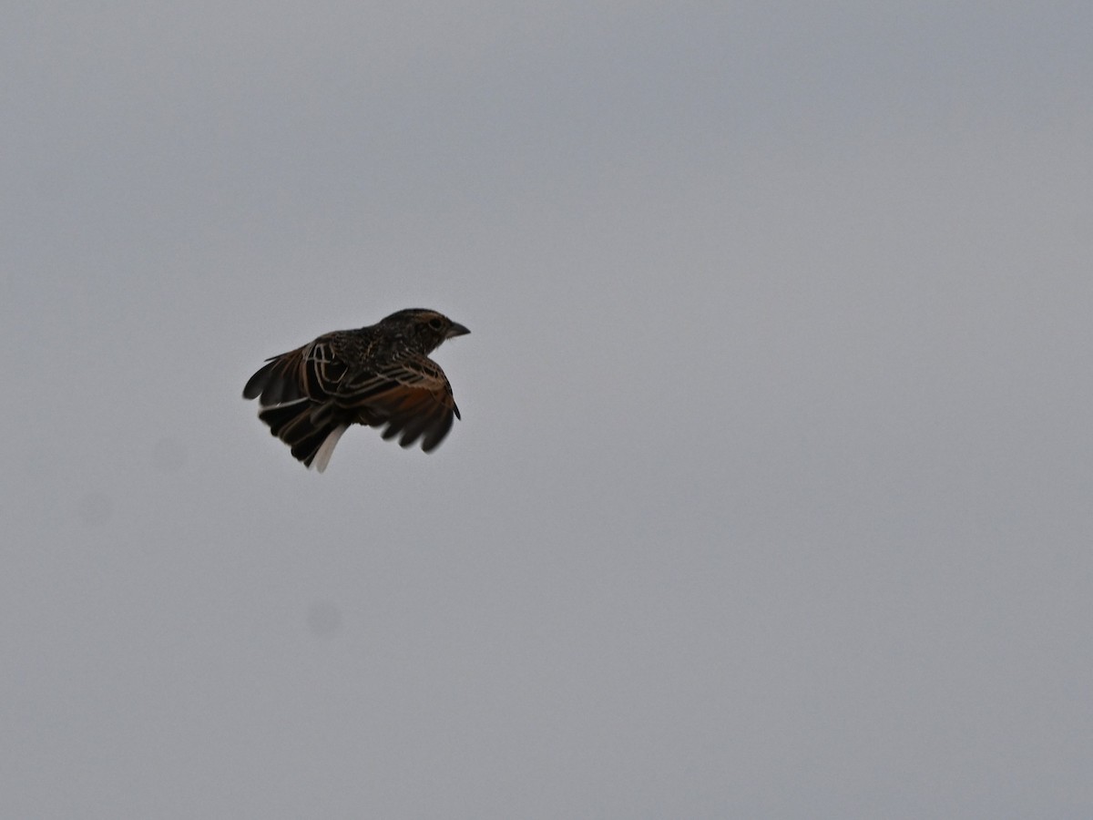 Singing Bushlark - ML637686703