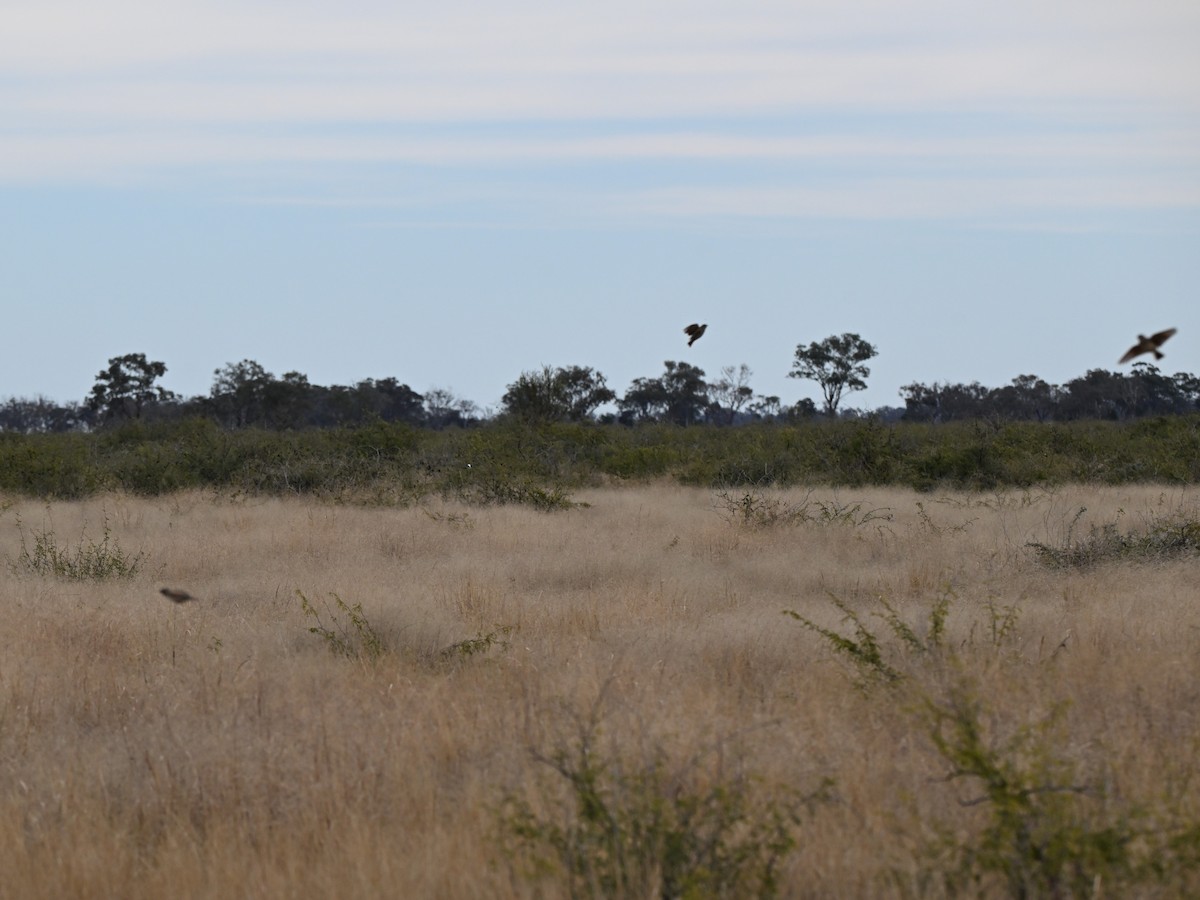 Singing Bushlark - ML637686704