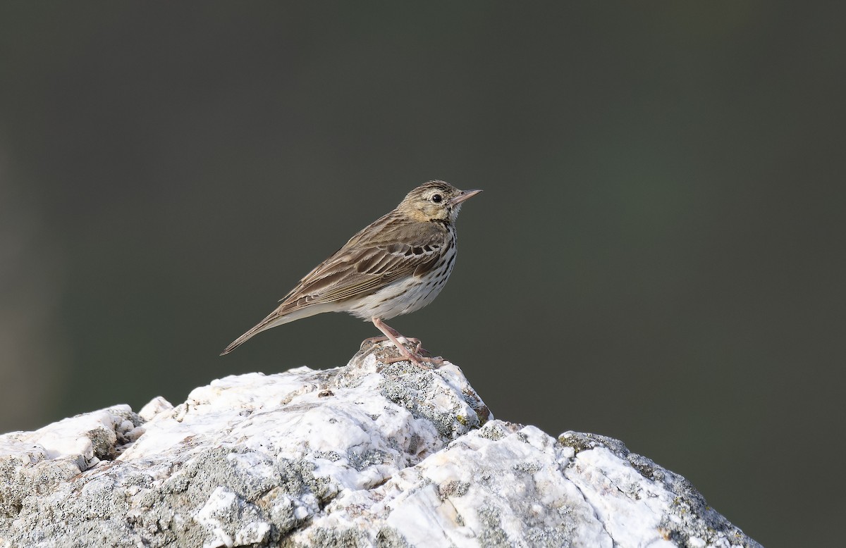 Tree Pipit - ML637686705
